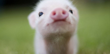 養殖產品 養殖產品